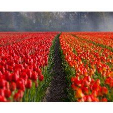 Számfestő Tulipánmező - vászonkép grafika, keretezett kép