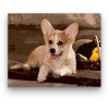 Számfestő Welsh Corgi kutya - számfestő készlet