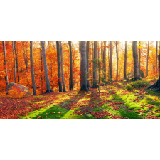  Tapéta Erdő napsugarakkal, 400 x 250 cm tapéta, díszléc és más dekoráció