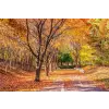  Tapéta Forest54 ősz, 400 x 250 cm