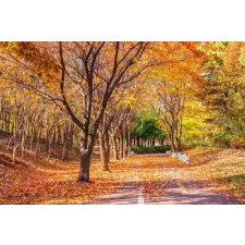  Tapéta Forest54 ősz, 400 x 250 cm tapéta, díszléc és más dekoráció