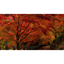 Tapéta Japán kert, 300 x 200 cm tapéta, díszléc és más dekoráció