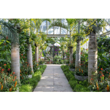  Tapéta Kert pálmafákkal, 300 x 200 cm tapéta, díszléc és más dekoráció