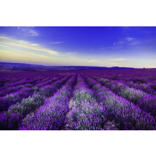  Tapéta Levendula1, 400 x 250 cm tapéta, díszléc és más dekoráció