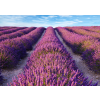  Tapéta Levendula2, 300 x 200 cm