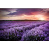  Tapéta Levendula4, 350 x 250 cm