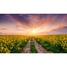  Tapéta Natura123, 350 x 250 cm tapéta, díszléc és más dekoráció