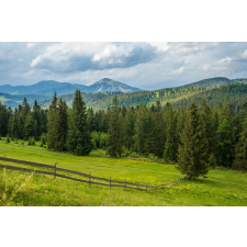  Tapéta Natura155 Rétek és fenyők, 300 x 250 cm tapéta, díszléc és más dekoráció
