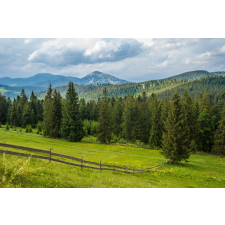 Tapéta Natura155 Rétek és fenyők, 350 x 250 cm tapéta, díszléc és más dekoráció