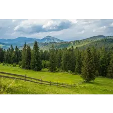  Tapéta Natura155 Rétek és fenyők, 400 x 250 cm tapéta, díszléc és más dekoráció