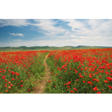  Tapéta Natura26, 300 x 250 cm tapéta, díszléc és más dekoráció