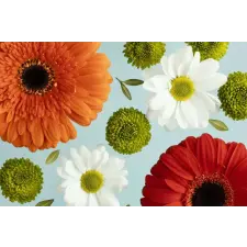  Tapéta Virágok162 Gerberák és százszorszépek, 350 x 250 cm tapéta, díszléc és más dekoráció