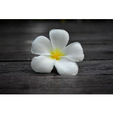  Tapéta Virágok59, 300 x 200 cm tapéta, díszléc és más dekoráció