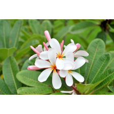  Tapéta Virágok61, 300 x 250 cm tapéta, díszléc és más dekoráció