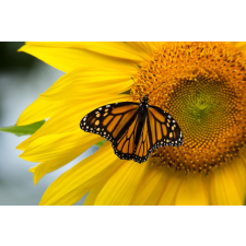  Tapéta Virágok70, 300 x 200 cm tapéta, díszléc és más dekoráció