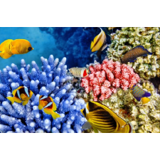  Tapéta víz alatti világ 3, 300 x 250 cm tapéta, díszléc és más dekoráció