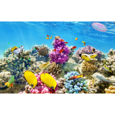  Tapéta víz alatti világ 4, 300 x 250 cm tapéta, díszléc és más dekoráció
