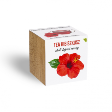 Tea Hibiszkusz növényem fa kaspóban tea