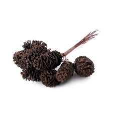  Természetes fenyőtobozok dróton dekorációs kellék