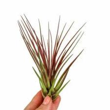  Tillandsia Melanocrater Red fa és növény