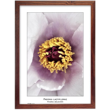 Tradag Natura 29,7×42, A3, barna fényképkeret