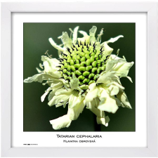 Tradag Natura 30×30, fehér fényképkeret