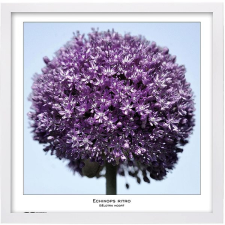 Tradag Natura 50×50, fehér fényképkeret