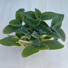  Tradescantia sillamontana - nagy méretű fa és növény