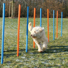 Trixie 3206 Dog Activity játék Agility szlalom 12db 115x3cm játék kutyáknak