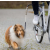 Trixie biciklis szett közepes- és kistestű kutyának