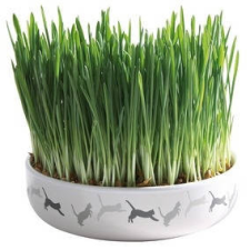 Trixie Ceramic Bowl whit Cat Grass ø15×4 cm macskaeledel