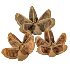  Vad narancs szárított natúr 14db-os dekorációs kellék