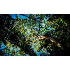  Vászon festmény, MEDIA, Ég az ágak között, 105 x 70 cm grafika, keretezett kép