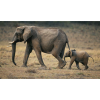  Vászon festmény, MÉDIA, Elefántcsalád, 105 x 70 cm