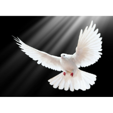  Vászon festmény, MÉDIA, Fehér repülés, 105 x 70 cm grafika, keretezett kép