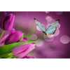  Vászon festmény, MÉDIA, Kék pillangó lila tulipánokkal, 105 x 70 cm