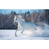  Vászon festmény, MÉDIA, Ló a hóban, 105 x 70 cm