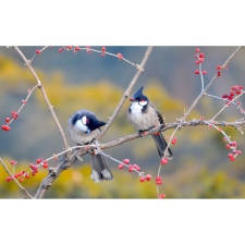  Vászon festmény, MÉDIA, Madarak a fán, 105 x 70 cm grafika, keretezett kép