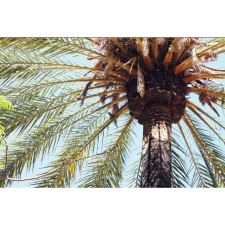  Vászon festmény, MÉDIA, Pálmafa árnyéka, 105 x 70 cm grafika, keretezett kép