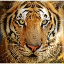  Vászon festmény, MÉDIA, Tigris tekintet, 105 x 70 cm grafika, keretezett kép