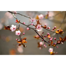  Vászon festmény, MÉDIA, Virágzó ág, 105 x 70 cm grafika, keretezett kép