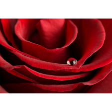  Vászon festmény, MÉDIA, Vörös rózsa harmattal, 105 x 70 cm grafika, keretezett kép