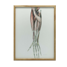 VÁSZONFESTÉS ANATÓMIAI ALAK KERET NÉLKÜL 30x40 CM PREMIUM grafika, keretezett kép