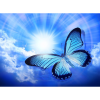  Vászonfestmény, MÉDIA, Kék pillangó, 105 x 70 cm
