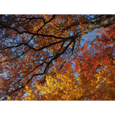  Vászonkép, MÉDIA, Őszi levelek, 105 x 70 cm grafika, keretezett kép