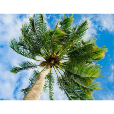  Vászonkép, MÉDIA, Pálmafa az ég alatt, 105 x 70 cm grafika, keretezett kép