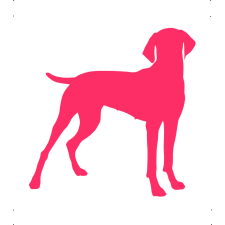  Vizsla kutya autó matrica pink #203 matrica