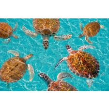  Vlies Fotótapéta - Riviera Maya turtles - 375x250 cm tapéta, díszléc és más dekoráció