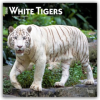  White Tigers - Weiße Tiger 2026 - 16-Monatskalender
