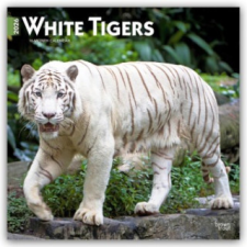  White Tigers - Weiße Tiger 2026 - 16-Monatskalender naptár, kalendárium